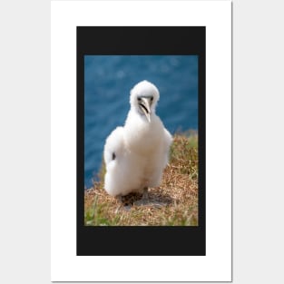 Masked Booby (A.K.A. Masked Gannet) Chick, Norfolk Island Posters and Art